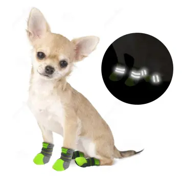 Chihuahua dog clearance shoes