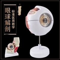 Eyeball specimens 6 times magnified human eye eye eye model internal detachable human anatomy model