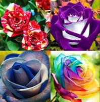 30 เมล็ด เมล็ดพันธุ์ กุหลาบ สตาร์แอนด์สไตร้พส์ Stripes Rose Seeds คละสี ดอกใหญ่ นำเข้าจากต่างประเทศ พร้อมคู่มือ เมล็ดสด ใหม่