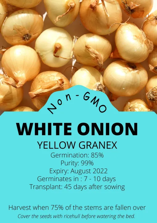 WHITE ONION SEEDS (HIGH GERMINATION) Lazada PH