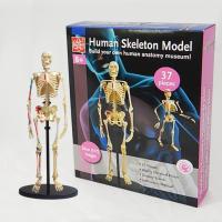 โมเดลโครงกระดูกมนุษย์ (Human Skeleton Model)