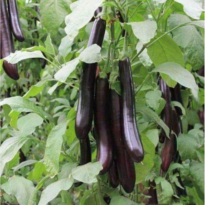Fast Germination 30pcs Bonsai Eggplant Vegetable Seeds for Sale