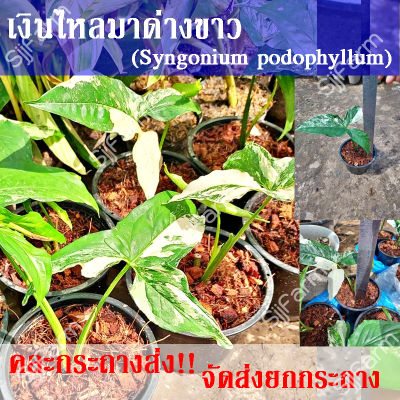 1 กระถาง ต้นเงินไหลมาด่างขาว Syngonium podophyllum คละกระถางส่ง จัดส่งพร้อมกระถาง