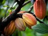 Bột cacao criollo hữu cơ peru nguyên chất - ảnh sản phẩm 3