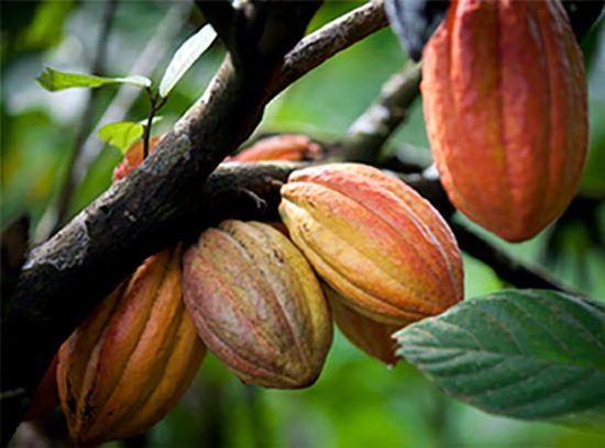 Bột cacao criollo hữu cơ peru nguyên chất - ảnh sản phẩm 3