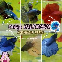 ปลากัด ฮาฟมูน คัดเกรด (HalfMoon Betta )จำนวน1ตัวเพศชาย  มีประกันความเสียหาย