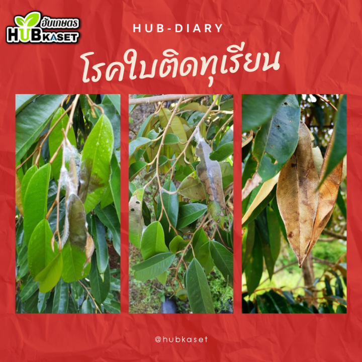 สินค้ายกลัง-วาลิดามัยซิน-1ลิตร-12ขวด-วาลิดามัยซิน-สารป้องกันโรคใบไหม้ในนาข้าว