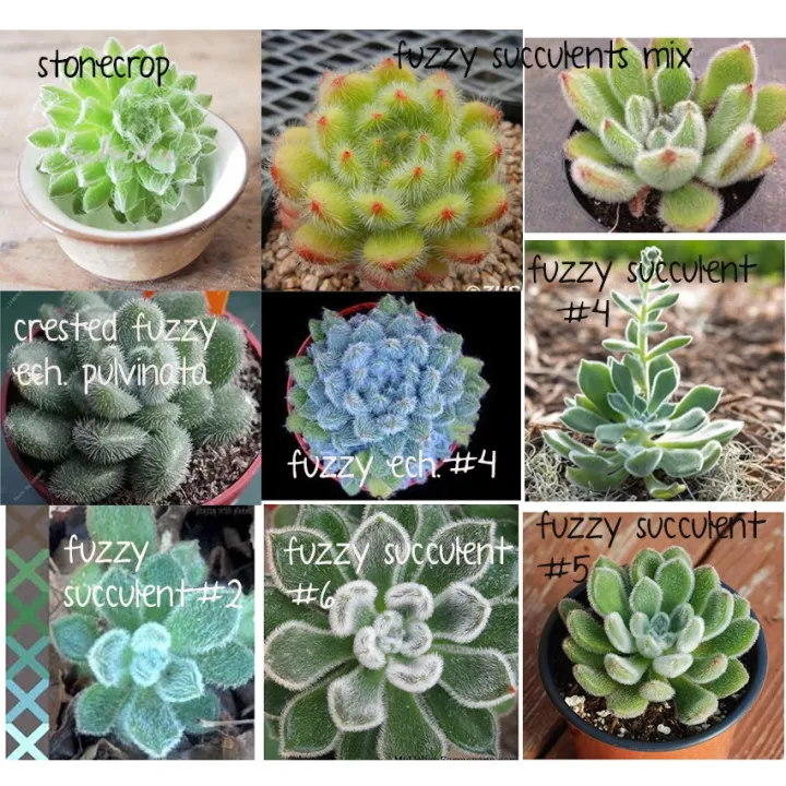 fuzzy succulent mix lithops echeveria plant seeds | Lazada PH