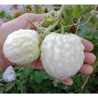 เมล็ดพันธุ์ มะระหัวใจ สีขาว (White Valentine gourd) บรรจุ 4 เมล็ด เนื้อฟูหนา ขมน้อย ทานดิบได้ไม่เหม็นเขียว