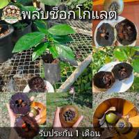 ต้นพลับช็อกโกแลต Black Sapote ผลไม้แปลก เพาะเมล็ดสูง 25 ซม. เนื้อสีน้ำตาล รสชาติเหมือนช็อกโกแลตพุดดิ้ง