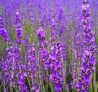 เมล็ด คุณภาพดี ราคาถูก ของแท้ 100% English Lavender Flower ลาเวนเดอร์ อังกฤษ พันธุ์ดอกไม้ ต้นไม้ฟอกอากาศ ไม้ประดับ ต้นไม้ตกแต่ง เมล็ดดอกไม้สวย ต้นไม้มงคล ต้นไม้ประดับ พันธุ์ดอกไม้ ต้นไม้จิ๋วจริง ดอกไม้จริง ต้นไม้ฟอกอากาศ บอนไซ ผักสวนครัว Flower Seeds