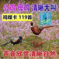 Chicken Media Card 119 First Non-Repeating Bird Sound Memory Card Phasianus Colchicas Music Pheasant Call Professional Edition Outdoor