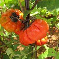 20 เมล็ดพันธุ์ เมล็ด มะเขือพวง มะเขือเปราะ สีแดง RED RUFFLED Eggplant Seed อัตราการงอกสูง 80-85%