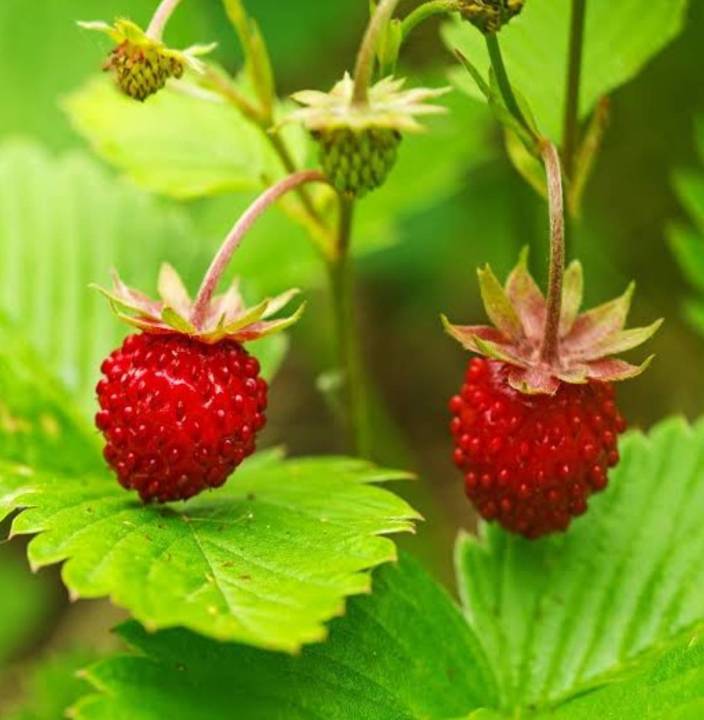 สตอเบอรี่ป่า-สีแดง-สีเหลือง-wild-strawberry-regina-seeds-เมล็ดพันธุ์สตอเบอรี่ป่าสีแดง-สีเหลือง-บรรจุ-5เมล็ด