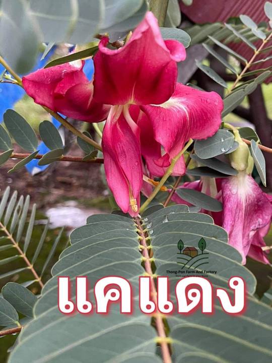 แคแดง-เมล็ดพันธุ์ต้นแคแดง-agasta-seeds-บรรจุ-10-เมล็ด-10-บาท