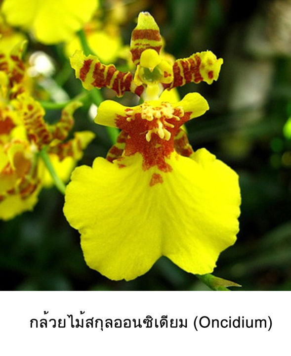 royal-orchid-จี้พร้อมสร้อย-สร้อยกล้วยไม้-จี้กล้วยไม้-สร้อยดอกไม้-จี้ดอกไม้
