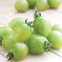 50 เมล็ดพันธุ์ มะเขือเทศ ผลสีเขียว Green Tomato Seed มีคู่มือพร้อมปลูก อัตรางอก 80-85%