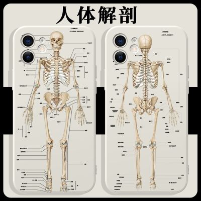Human anatomy following IPhone13 apple 12 bone huawei mate40Pro figure OPPO millet vivo skeleton structure of Max medical students medical x 11 model for plane xr solution