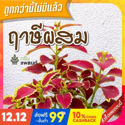 HOT** ต้นฤาษีผสม ฤาษีผสม ไม้มงคล สีสันสดใส พร้อมกระถางดำ 3 นิ้ว ส่งด่วน พรรณ ไม้ น้ำ พรรณ ไม้ ทุก ชนิด พรรณ ไม้ น้ำ สวยงาม พรรณ ไม้ มงคล