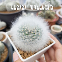 แมมขนแมว? ?กระบองเพชร/แคคตัส ? Mammillaria Bocasana ? cactus&amp;succulent