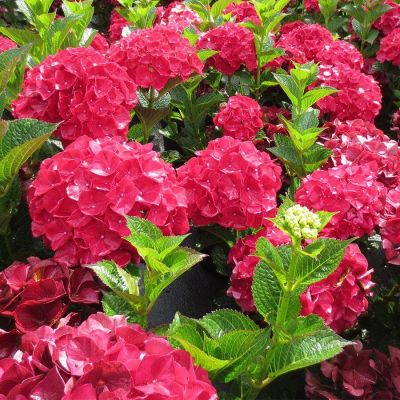 20 เมล็ด เมล็ดไฮเดรนเจีย Hydrangea Seeds สีแดง ไฮเดรนเยียสายพันธุ์ฝรั่งเศส ของแท้ 100% อัตรางอก 70-80% มีคู่มือปลูก ปลูกในกระถางได้