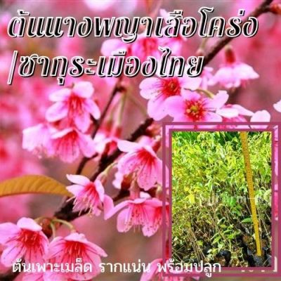 1 ต้น ต้นนางพญาเสือโคร่ง หรือซากุระเมืองไทย ดอกสีชมพู 🎉ต้นแข็งแรง ต้นเพาะเมล็ด พร้อมปลูก มีประกันสินค้าระหว่างจัดส่ง