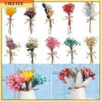 CIRETEX ช่อดอกไม้แห้งตามธรรมชาติของอุปกรณ์ตกแต่งบ้านงานแต่งงานแบบ DIY ดอกไม้จริงขนาดเล็กลำต้นของพืชในวัตถุธรรมชาติ