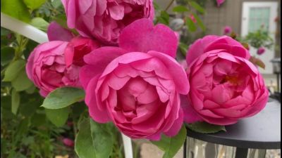 30 เมล็ด เมล็ดพันธุ์ Royal Jubilee สายพันธุ์อังกฤษ ดอกกุหลาบ นำเข้าจากอังกฤษ ดอกใหญ่ พร้อมคู่มือปลูก English Rose Seeds