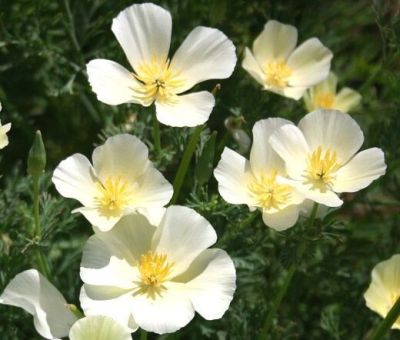 เมล็ดพันธุ์ แคลิฟอร์เนียป็อปปี้ Eschscholzia Californica California poppy 200 เมล็ด เมล็ดพันธุ์นำเข้าจาก อังกฤษ