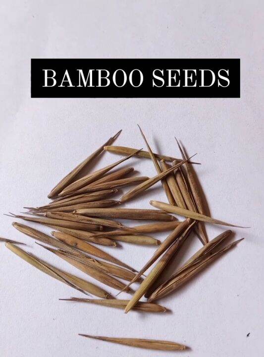 HighQuality "Giant Timber Bamboo Seeds BMB9" 1 Gram Plant Seeds, You
