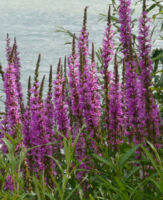 เมล็ดพันธุ์ แองเจิ้ลไต้หวัน Purple Loosestrife - 11,500-23,000 เม็ด ดอกไม้ป่าจากอังกฤษ