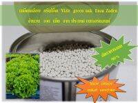 เมล็ดเคลือบ  กรีนโอ็ค  Vizir  green oakleaf (VIZIR) Enza Zaden อัตราการงอก 90% จำนวน 100 เม็ด