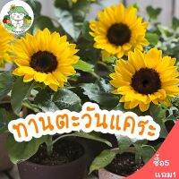 เมล็ดพันธุ์ ทานตะวันแคระ 10 เมล็ด Big Smile Sunflower พร้อมจัดส่ง นำเข้าจากต่างประเทศ ปลูกง่าย ไม่กลายพันธุ์ ถูกดี