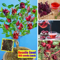 ปลูกง่าย 100เมล็ด/ซอง Red Roselle Flower Seeds for Sale Bonsai Seeds Can Be Used for Making Tea เมล็ดดอกไม้ เมล็ดบอนสี ต้นไม้มงคลสวยๆ ต้นไม้ฟอกอากาศ กุหลาบหิน บอนสี ไม้ประดับมงคล บอนสีหายาก ของแต่งบ้าน ต้นไม้ ดอกไม้ ดอกไม้ Ornamental Flowers Plants Seeds