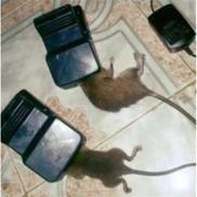Bẫy chuột đen thông minh