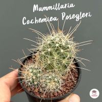 Mammillaria Cochemiea Posegleri แคคตัส กระบองเพชร cactus&amp;succulent