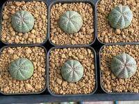 โฟเบีย โอเบซ่า  Euphorbia Obesa  พร้อมส่ง ราคาเบาๆขนาดหัวกำลังน่ารัก