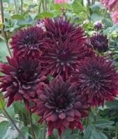 1 หัว/ออเดอร์ รักเร่ Dahlia Bulb สายพันธุ์ Black touch หัวรักเร่ ดอกไม้ หัวหน่อ เหง้า นำเข้า เนเธอร์แลน หัวสดใหม่