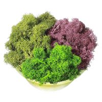 300G Moss Green Immortal Artificial Decorative Moss Artificial 3-Color Mixed Garden Dried Flowers Forest Spanish Moss