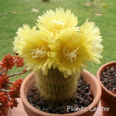 Plants Center พร้อมส่ง แคคตัส ต้นกระบองทอง Parodia leninghausii แบบขนอ่อน (ไม้นำเข้า) กระบองเพชร 5-6cm6-7cm