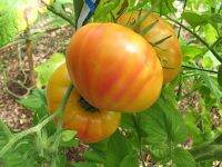 Rainbow Tomato (20seeds) มะเขือเทศเรนโบว์ (20เมล็ด)