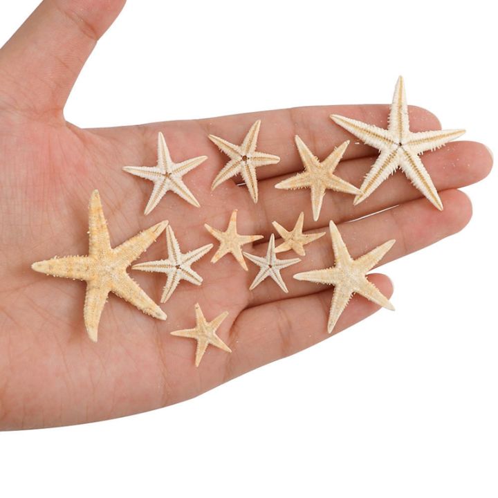 100pcs-natural-starfish-seashell-beach-craft-natural-sea-stars-diy-beach-wedding-decoration-crafts-home-decor-1-5cm