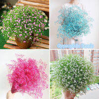 ปลูกง่าย ปลูกได้ทั่วไทย ของแท้ 100% 200Pcs Mixcolor Gypsophila Seeds Bonsai Flower Seeds เมล็ดดอกไม้ ต้นไม้มงคล ไม้ประดับ พันธุ์ไม้ดอก เมล็ดดอกไม้สวย บอนไซ บอนสีหายาก แต่งบ้านและสวน พันธุ์ไม้หายาก พันธุ์ไม้ดอก เมล็ดดอกไม้ Plants Seeds for Home &amp; Garden