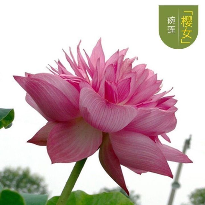 Buy 1 get 1 free（婉莲买一送一）【遇水即活】碗莲种子Bowl Lotus