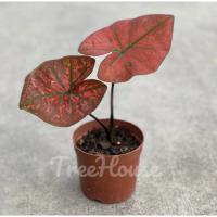 ( Pro+++ ) คุ้มค่า บอนสี บับเบิ้ล (Caladium bubble) กระถาง 4 นิ้ว ราคาดี พรรณ ไม้ น้ำ พรรณ ไม้ ทุก ชนิด พรรณ ไม้ น้ำ สวยงาม พรรณ ไม้ มงคล