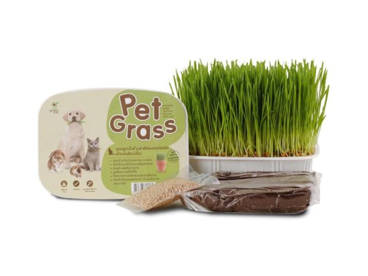 green-pet-pet-grass-ชุดปลูกต้นข้าวสาลีอ่อนออร์แกนิค-สำหรับสัตว์เลี้ยง-ส่งฟรี