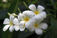 5 เมล็ด ลีลาวดี Frangipani , Pagoda Tree, Hawaii Plumeria สายพันธุ์ Emersons Plumeria สีขาว ต้นไม้มงคล ปลูกประดับเพิ่มพลังบวก