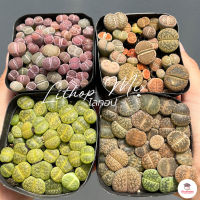 ไลทอป Lithop Mix แคคตัส กระบองเพชร cactus&amp;succulents