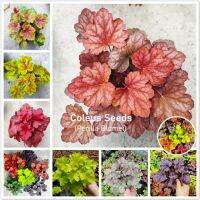 ( Promotion+++) คุ้มที่สุด Mixed Color Coleus Seeds บรรจุ 100 เมล็ด ต้นไม้มงคล ต้นไม้ฟอกอากาศ เมล็ดดอกไม้ caladium เม็ดบอนสี เมล็ดต้นบอนสี ทำสวน ราคาดี พรรณ ไม้ น้ำ พรรณ ไม้ ทุก ชนิด พรรณ ไม้ น้ำ สวยงาม พรรณ ไม้ มงคล