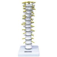 Supply of thoracic vertebrae model natural big normal thoracic thoracic intervertebral disc spinal vertebrae model